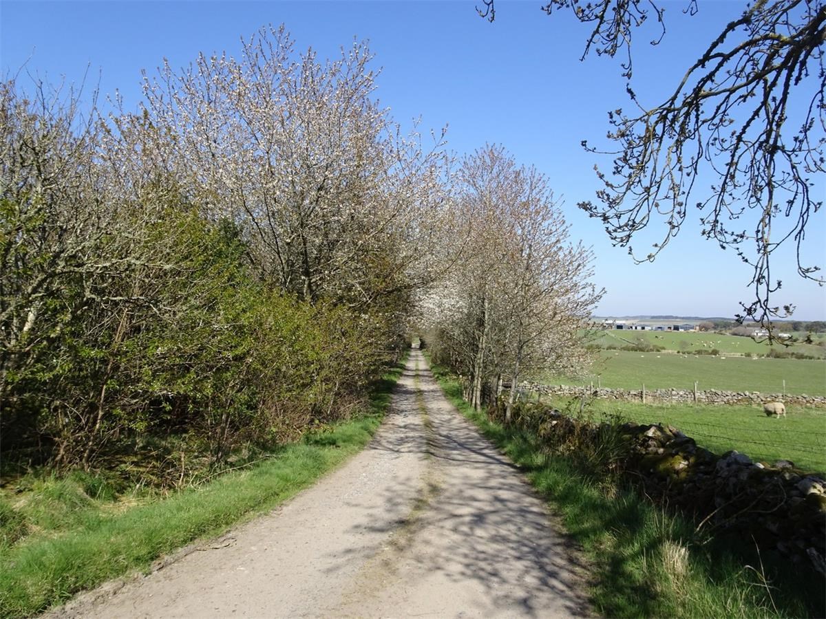 Property to rent in Drumoak, AB31, Mill Cottage North Coldstream